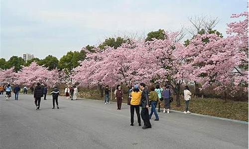 顾村公园樱花节地址_顾村公园樱花节地址在哪里