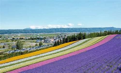 日本旅游路线薰衣草_日本薰衣草在哪里