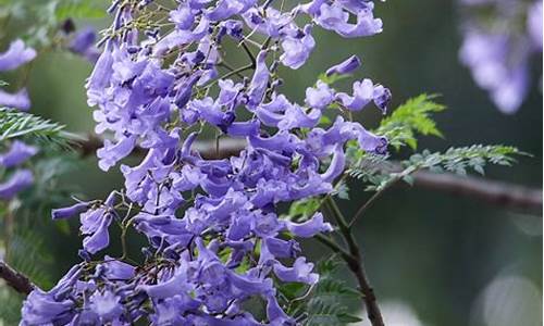 金山公园蓝花楹_金山公园蓝花楹在哪里啊